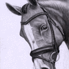 001 horse- skarbog copy
