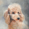 ACEO Poodle Print