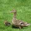 Mama Duck