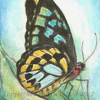 Stained Glass Butterfly ACEO