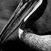 Brown Pelican 