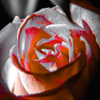 Orange n black rose copy