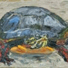 Painted Turtle