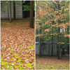 HERE'S ONE REALLY LOSING IT'S LEAVES.