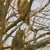 a very nice pair of Hooters....