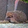 Last Nights Visitor.