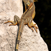 Iguana