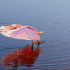 Roseate Spoonbill
