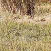 Sand Hill Crane on nest