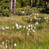 Bear Grass 