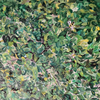 The hedge