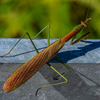 Praying Mantis  - October 18 25 2025
