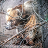 Grizzley In the Trees