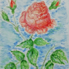 Uma rosa que me deram