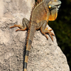 Iguana 2