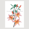 Asiatic Lilies Pen and Ink Pointillism