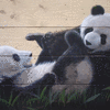 2 spelende pandaberen