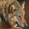 wolf portrait