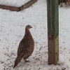 Pheasant in Winter
