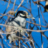Yellow Crowned Night Heron