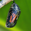 Monarch chrysalis ready to emerge as a butterfly