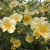 Yellow Rose