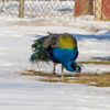 peacock 2/10/26