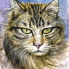 pet