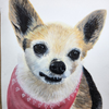 Honey, the chihuahua