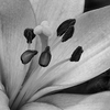 Black & White