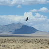 bird-in-flight