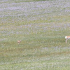 Prong Horn Antelope and Babies