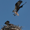feeding mama