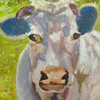 Lavander cow