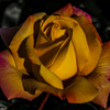 Train Depot Rose - May 01 2025