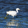 Snowy Egret 