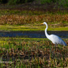 Great Egret 