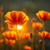 Orange Poppies at Sunset