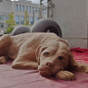 Sand Dog
