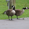 Canada geese