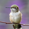 Hummingbird Perched in Purple
