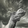 Camel in the storm