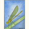 Dragonfly ACEO