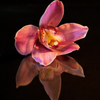 Orchid dark