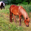 Icelandic Ponies-1881 