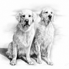 Finn & Pici
