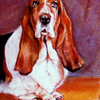 Bassett Hound