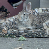 the use of natural camo...photo by Dody