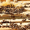 let's harvest HONEY !