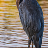 Blue Heron at Bill Nichols Pond - August 4 2026